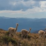 sejour-en-argentine.