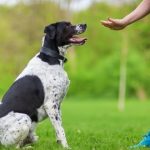 Avoir des animaux de compagnie assurée