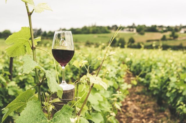 Les bonnes raisons d'acheter un domaine viticole
