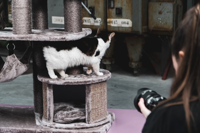 jouets pour chat agé