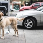 animaux de compagnie urbain