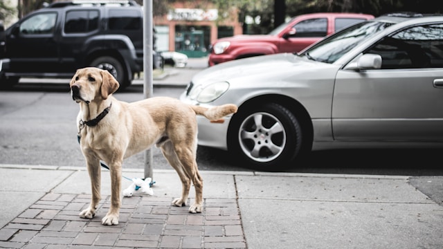 animaux de compagnie urbain