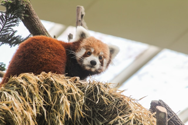 Animaux en voie de disparition