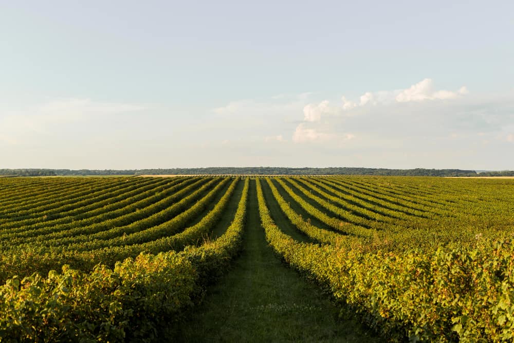 Un "chenillard viticole" jaune et robuste travaillant dans les pentes d'un vignoble, démontrant son adaptation aux terrains difficiles pour l'entretien des vignes.